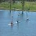 100_7817 (Medium)_80_60_80